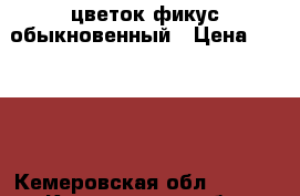 цветок фикус обыкновенный › Цена ­ 1 000 - Кемеровская обл.  »    . Кемеровская обл.